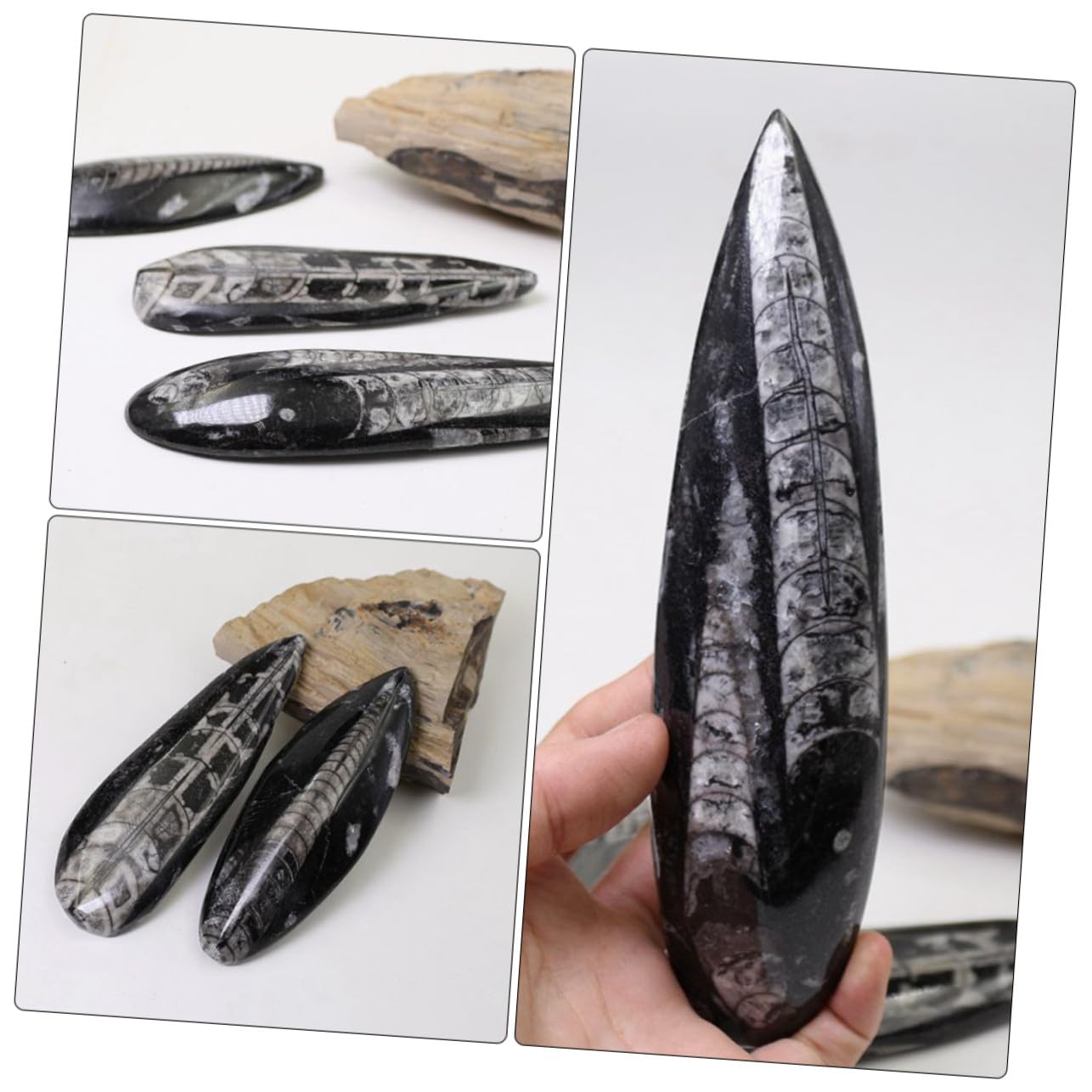 Fósil de Orthoceras Grande 1 Pieza Mineral, Muestra Didáctica | Paleooceánico, Color Negro, para Cumpleaños y Fiesta, Colección de Fósiles y Laboratorio de Ciencia