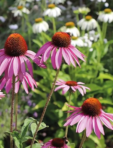 Crochet Collage Garden: 100 Patterns for Crochet Flowers, Plants and Petals