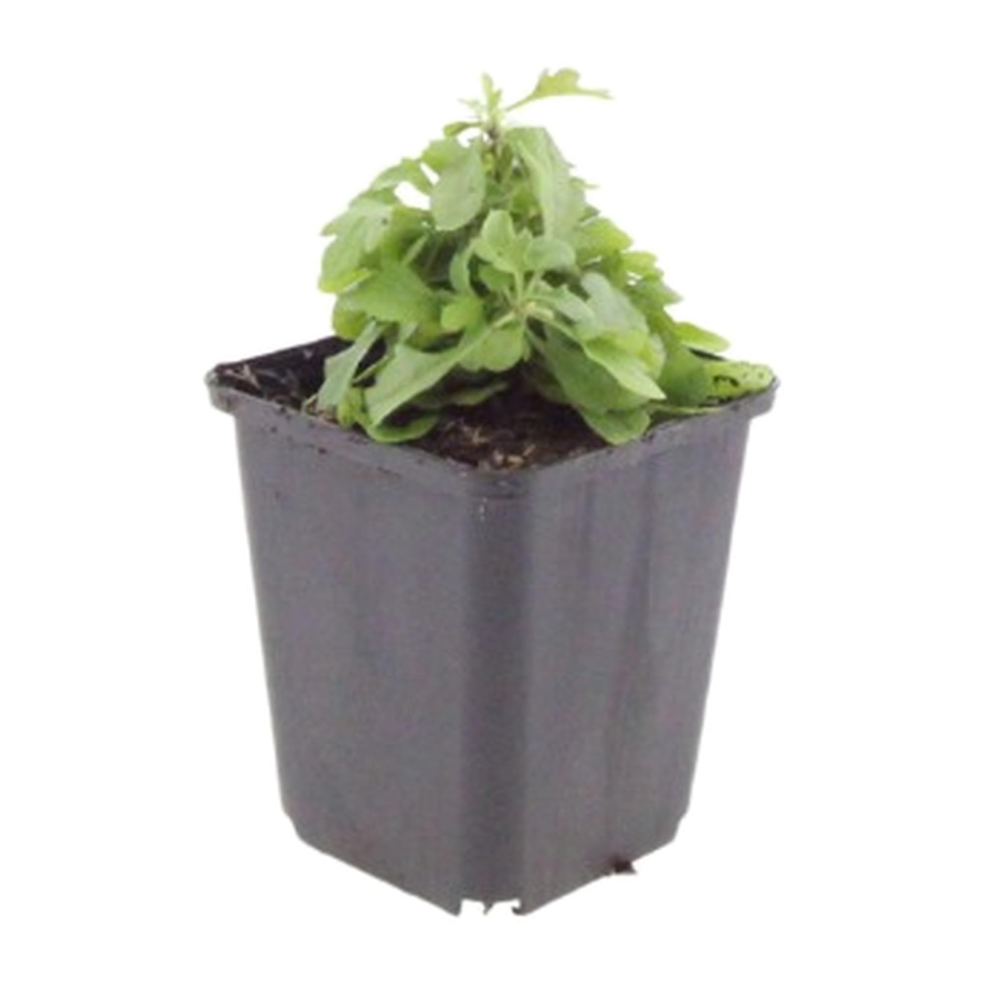 Erigeron Karvinskianus, Margaritas Exterior Rosas, Pack de 24, 10-25 cm