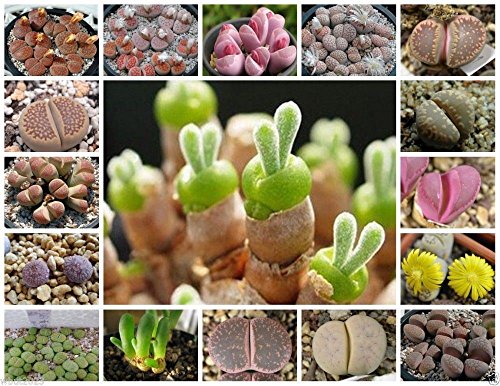 30 Seeds Lithops Species Mix (Living Stone Plants) Many Varietie, Succulent Plants Seed ! #TOP2