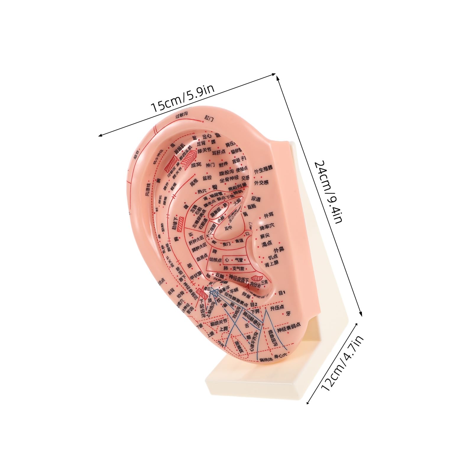 ibasenice Modelo de Aurícula para Acupuntura Soporte 23 Cm, Accesorio Educativo de Reflexología Auricular y Herramienta Práctica para Masaje y Enseñanza en Salones y Escuelas