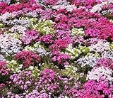 Mix Creeping Dwarf Phlox Seeds 200+ Perennial Creeping Phlox Flower Seeds