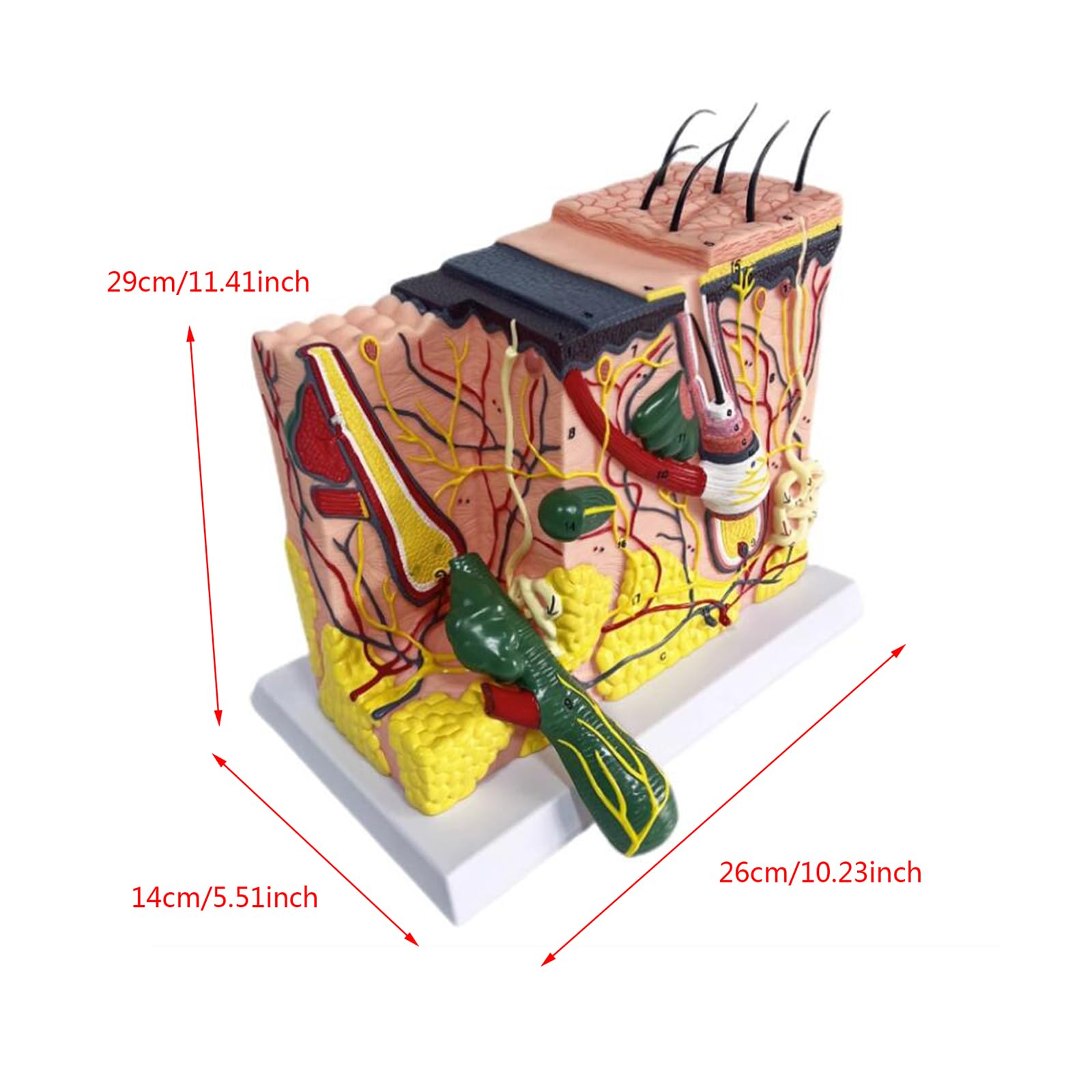 Modello di Anatomia della Pelle allargata 70X - Modello anatomico della Pelle con Capelli - per la biologia Forniture di Laboratorio di Aiuto di chirurgia estetica,A