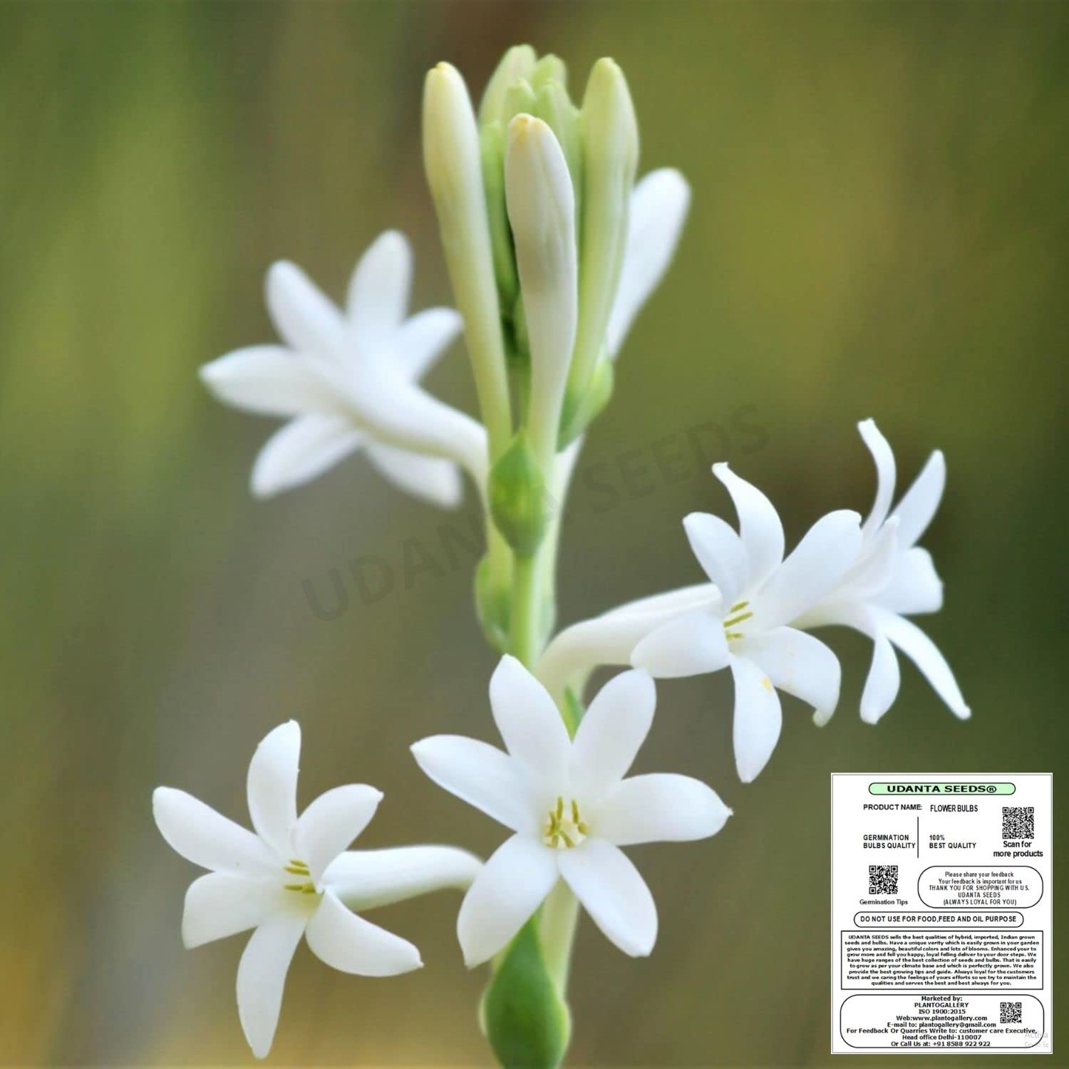Udanta Seeds DL Tuberose Bulbs - Polianthes Rajnigandha Fragrance Flower Bulbs Collections For Home Gardening Multi Qty Pack (2 Bulbs, Single) (B0B4DK6467) Amazon Price History, Amazon Price Tracker