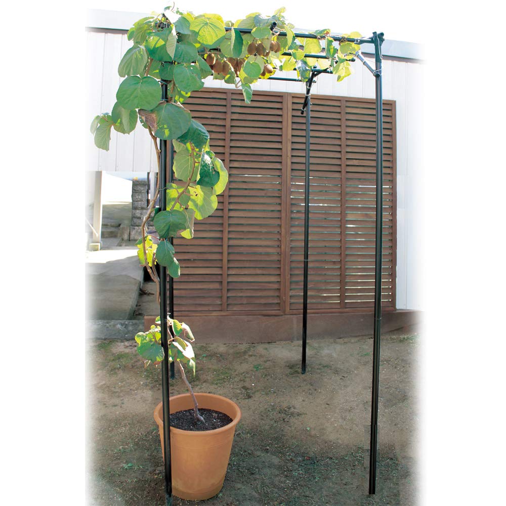 Amazon | くだもの棚セットS 1台 藤棚 パーゴラ 果樹棚 ブドウ キウイ