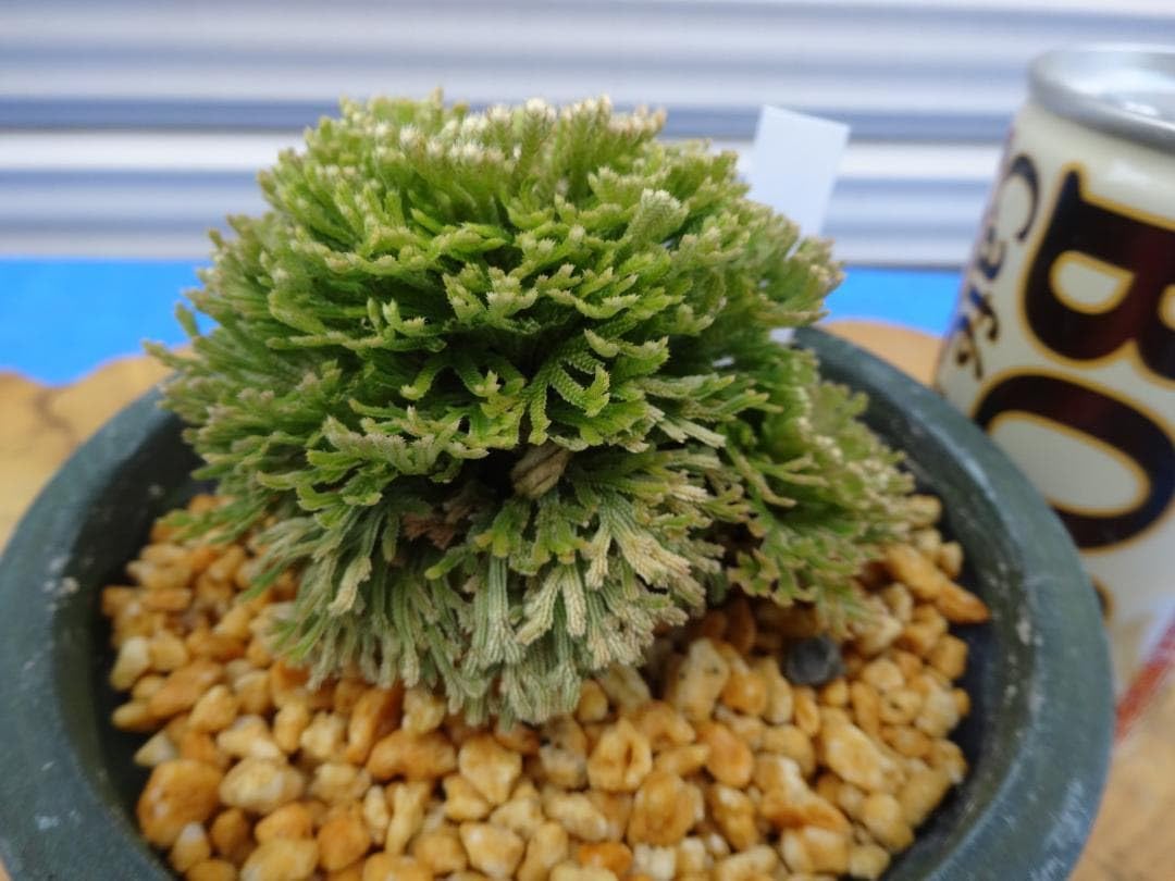 Amazon.co.jp: イワヒバ 激レア品種《 華麒麟 》 岩松 巻柏 古典園芸