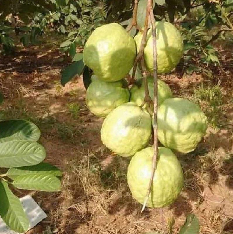 See full amazon price history chart for VNR Bihi Guava Amrood Layering/Grafted Guava Fruit Plant Guava Tree HYbrid Air Layering Thai - All Time/hybrid all seasons Pack Of 1 Plant Height 1.5-2 FT (Next Year Get Fruits) VNR Bihi Guava Amrood Layering/Grafted Guava Fruit Plant Guava Tree HYbrid Air Layering Thai - All Time/hybrid all seasons Pack Of 1 Plant Height 1.5-2 FT (Next Year Get Fruits) (B0D3ZH4WNP) Amazon Price History, Amazon Price Tracker
