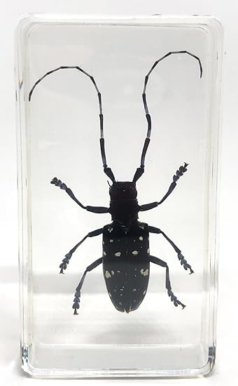 Amazon 透明標本制作所 樹脂封入 標本 カミキリムシ Aタイプ カミキリ虫 虫 実物 本物 生物 昆虫 観察 生体 剥製 文鎮 アクリル封入 レジン 生物 動物 人体 おもちゃ