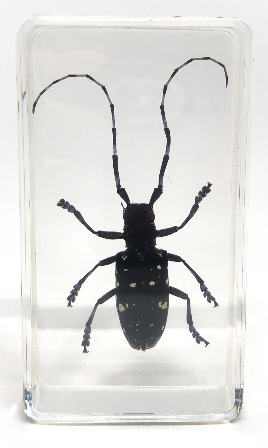 カミキリムシ標本❌3 カミキリムシ標本