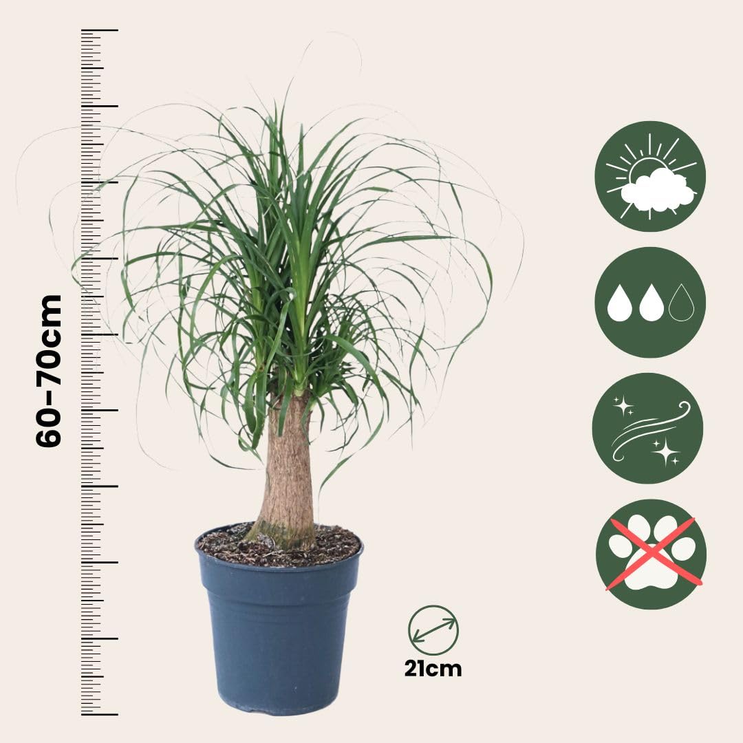 Plant in a Box - Beaucarnea recurvata - Elefantenfuß - Grüne zimmerpflanze - Topf 21cm - Höhe 60-70cm