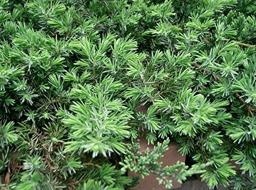 GERMINATION :Blue Pacific Juniper, Bonsai starter plant, FIVE plants, Evergreen