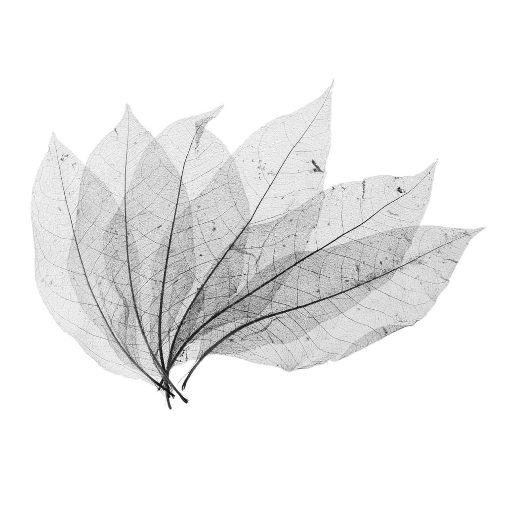 Sm Sunnimix Black 50Pcs Magnolia Skeleton Leaf Rubber Tree Leaves Artificial Leaves Crafts Cards Scrapbooks Diy Handmade Embellishments Decoration Arts
