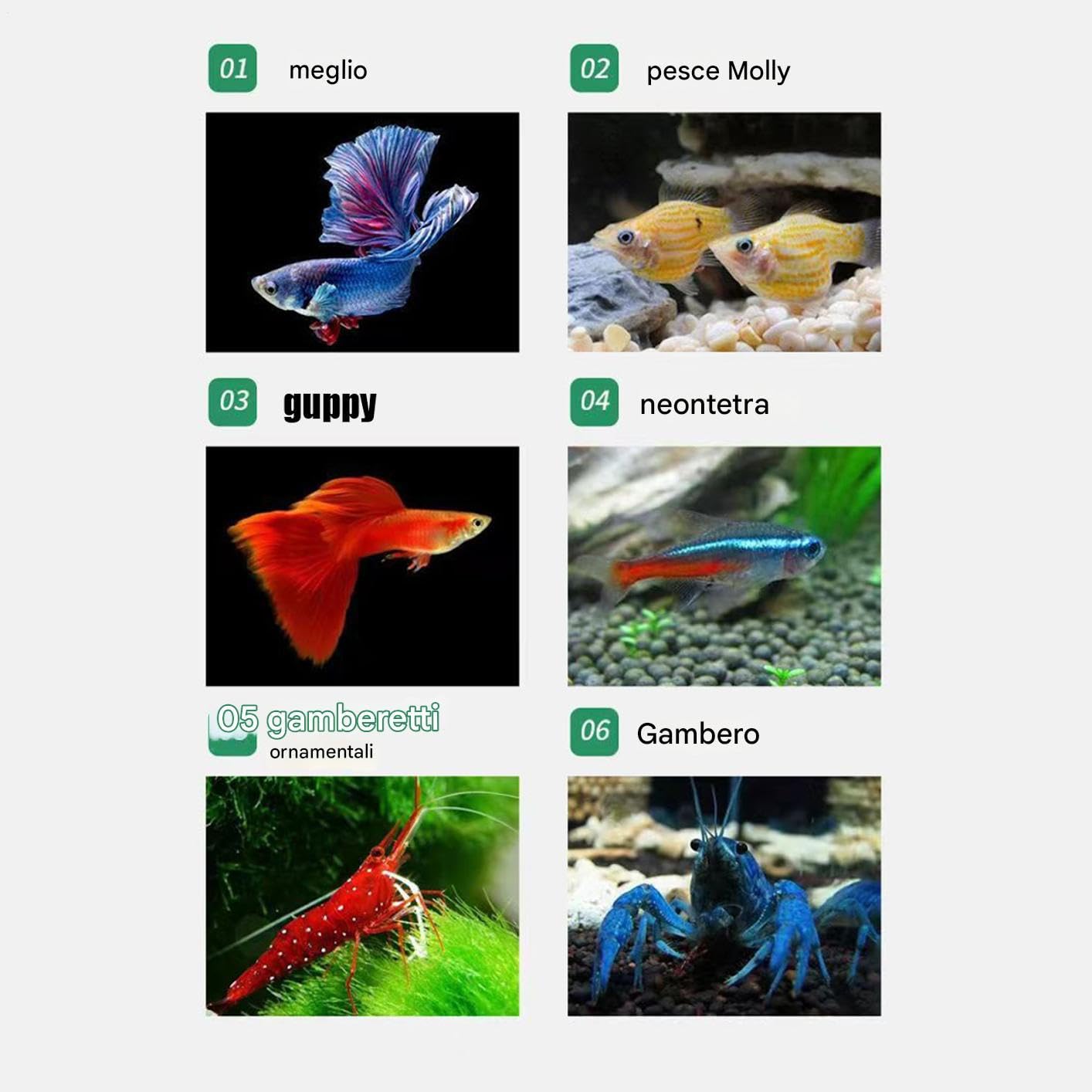 Scatola Isolamento per Vasca Pesci - Vasca Per Acquario In Acrilico Trasparente - Container Stabile per Allevamento di Gamberetti Guppy Pesci Angelo Adattamento e Schiusa