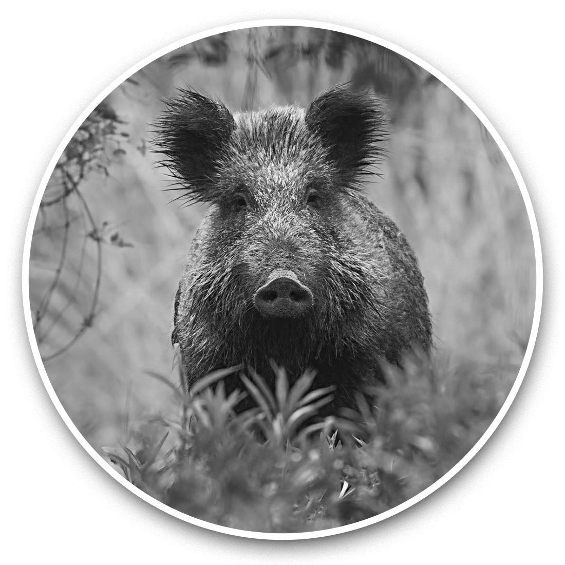 Destination Vinyl Ltd Bw Wild Boar Sus Scrofa Hog Pig Animal 43772 2 X 20Cm Vinyl Stickers (Bw) - Wild Boar Sus Scrofa Hog Pig Animal 43772