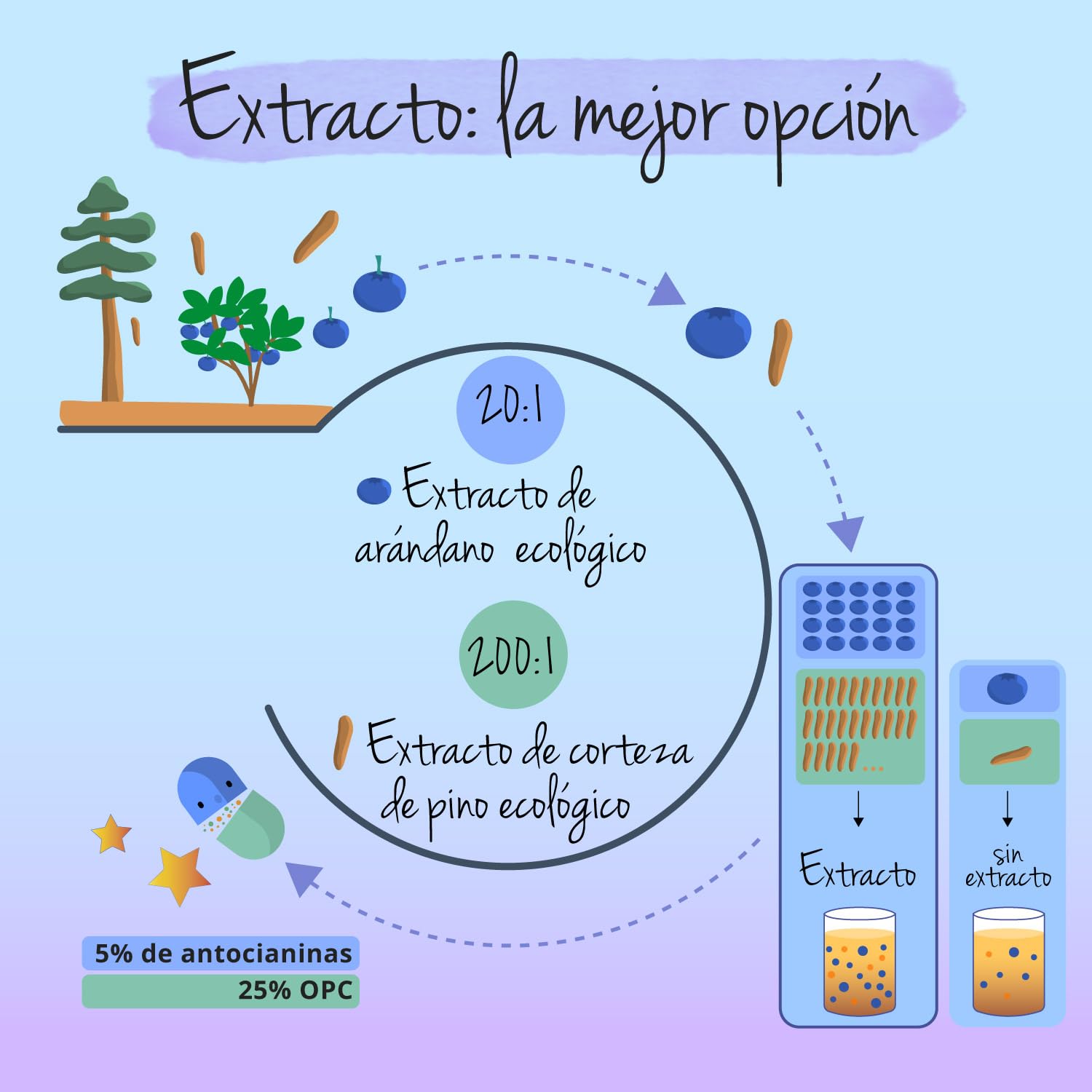 Extracto Arándanos BIO Vegavero | Bilberry 600 mg | Con Corteza de Pino & Astaxantina | Vaccinium Myrtillus | Sin Aditivos | Ojos y Vista Cansada + Antioxidante Natural | 90 Cápsulas