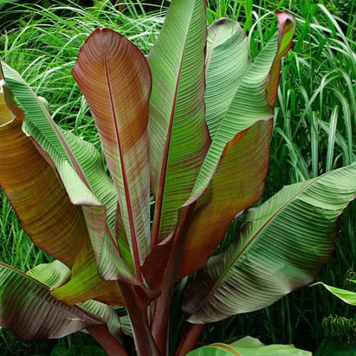Ensete Maurelii - Red Abyssinian Banana
