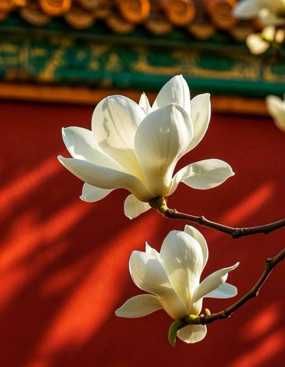 LFYNIORS DIY Perlenstickerei Set Chinesische Magnolie Nadelstich-Set Mit Perlen Und Kreuzstich-Set Mit Buntem Stickgarn Und Perlen 40x50cm