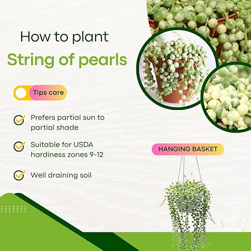 Miniatura 3 de Suculentas Cadena de Perlas Abigarradas Planta Viva, Rara Suculenta Planta Abigarrada Enraizada en Maceta de 4 pulgadas, Cesta Colgante Planta de