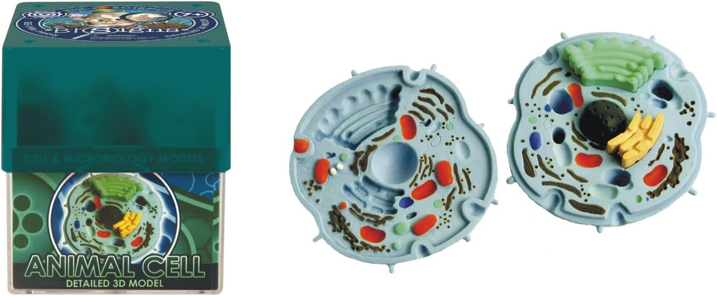 Ein-O Science BioSigns Animal Cell
