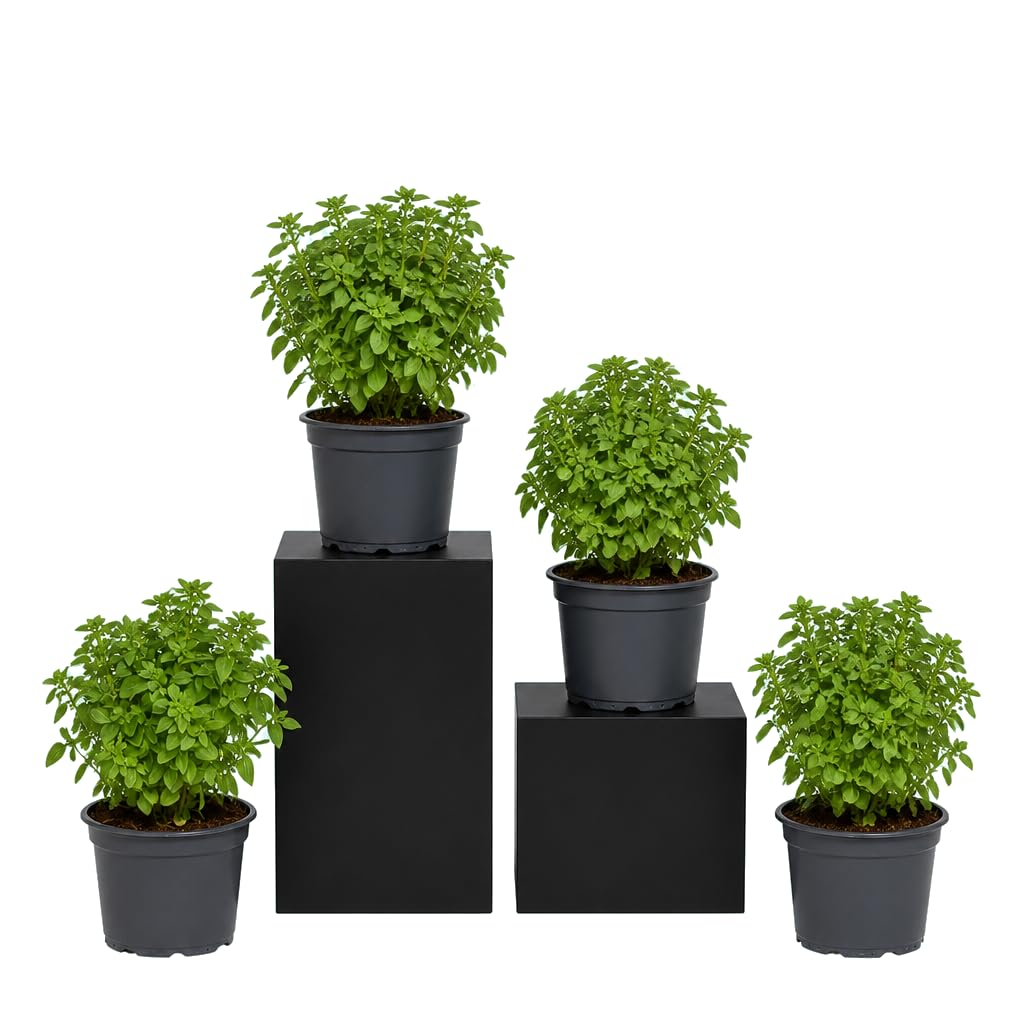 Albahaca Anti Mosquito Ocimum Basilicum Hoja Pequeña | Pack de 4 Unidades | Maceta 12 cm | 25-30 cm de Altura | para Cocina y Terraza | DECOALIVE