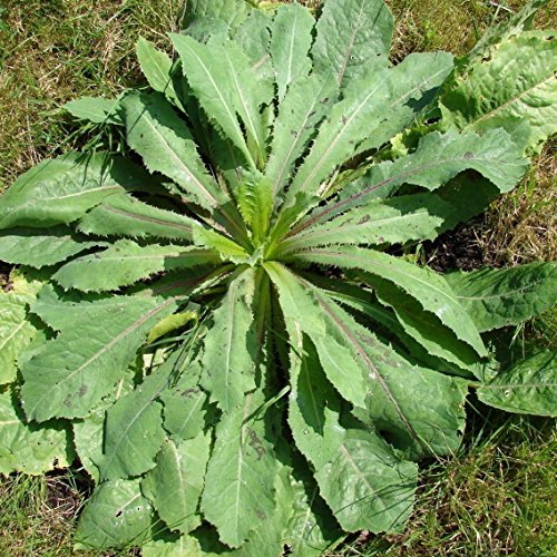 Wild Lettuce Seeds (Lactuca Virosa) 50+ Seeds In Frozen Seed Capsules For The Gardener & Rare Seeds Collector, Plant Seeds Now Or Save Seeds For Years #TOP6