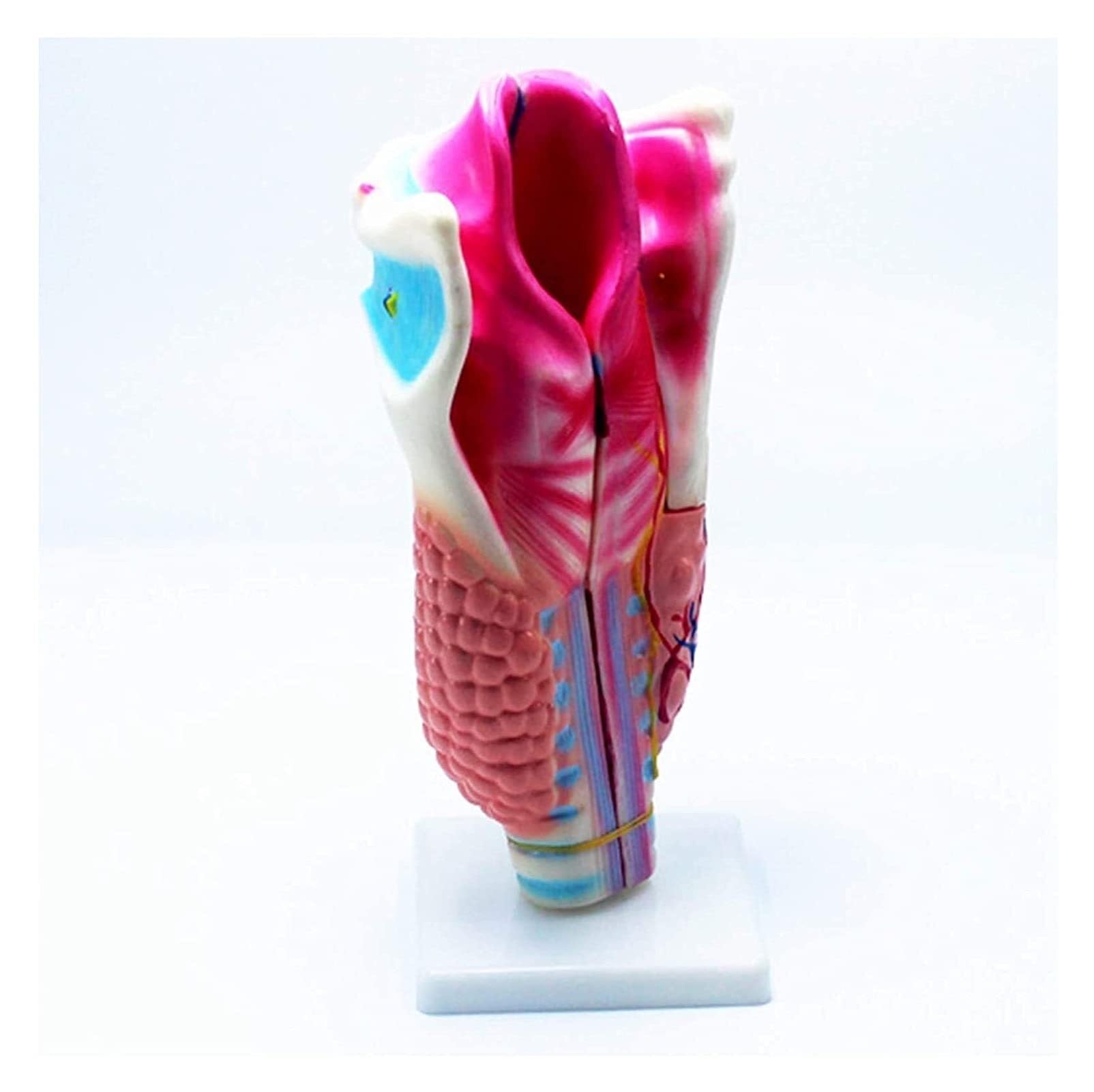 XINGLUOY Human throat anatomy medical model for teaching and learning biological demonstration