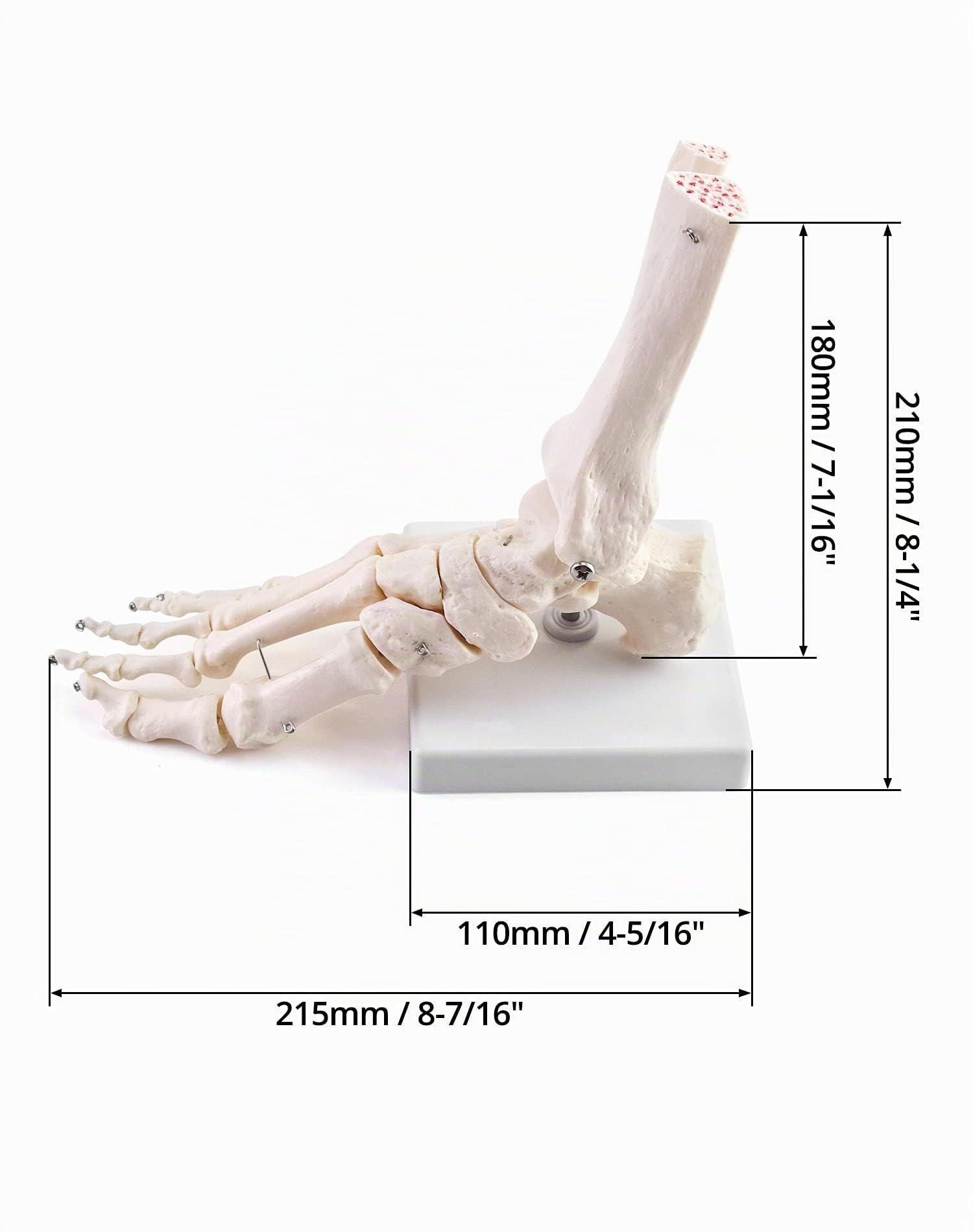 QWORK® Modèle pédagogique d’anatomie du squelette du pied droit, taille réelle, pied articulé en PVC avec base, pour étudiants en anatomie, biologie et art