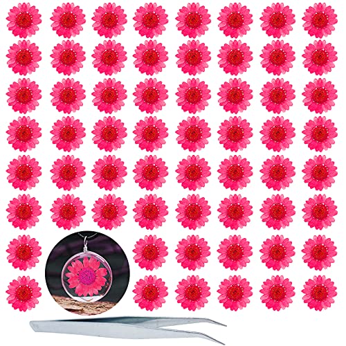 Flores secas prensadas HEISENLIN 60 unidades color rojo miniatura 1
