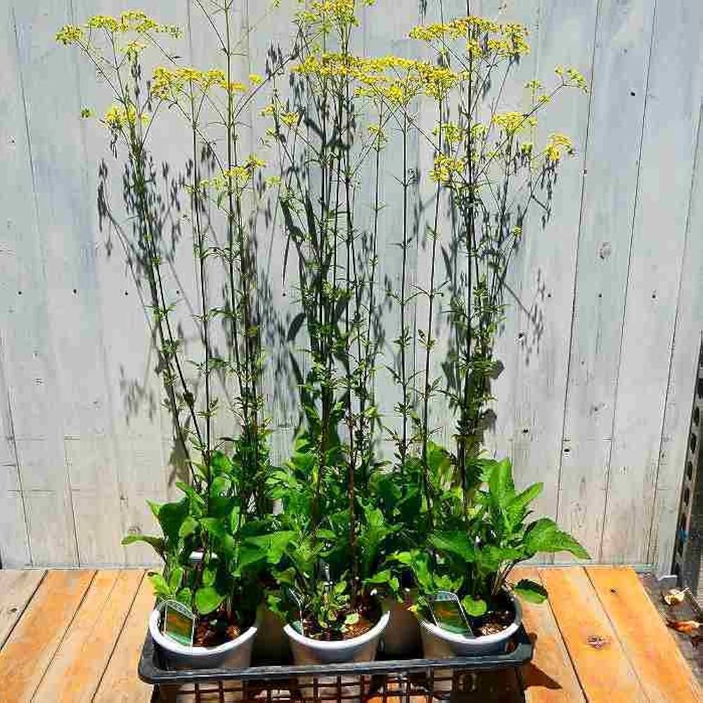 ナツハゼ★No.5 Amazon.co.jp: Ominaeshi Seedlings, No. 5 Pot, Autumn Flowers