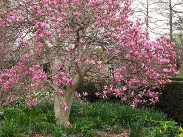 Live Trees – 'Jane' Magnolia 2-Pack