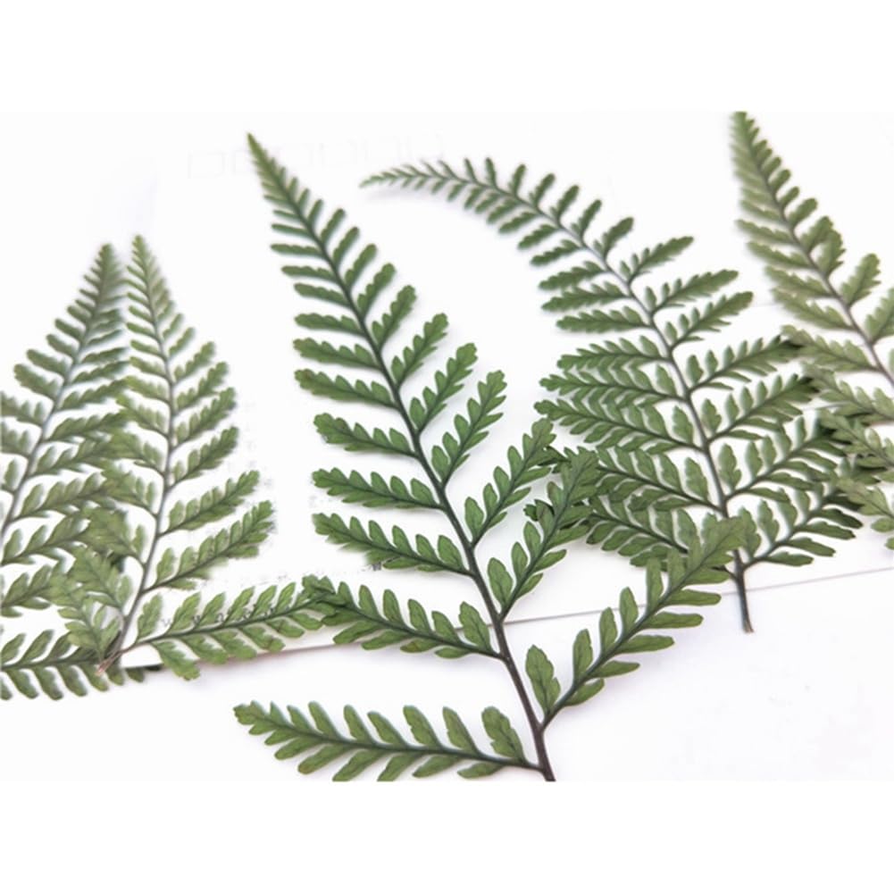 best soil for monstera Philodendron + Monstera Soil Mix