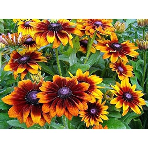 300+ Gloriosa Daisy Rudbeckia Hirta Flower Seeds thumbnail