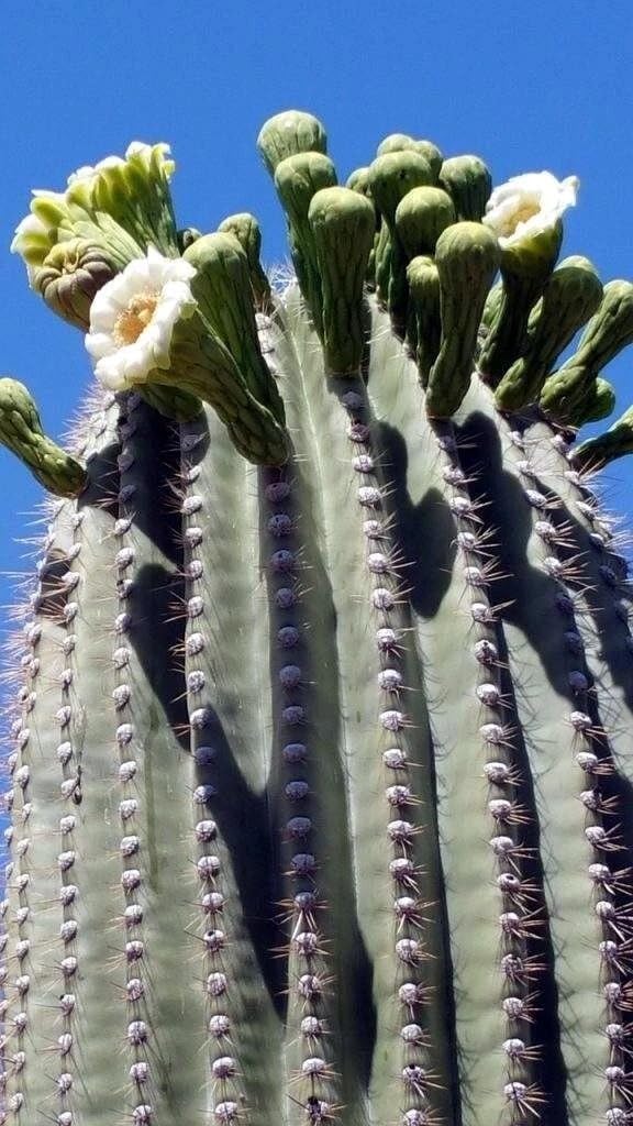 golden ball cactus BubbleBlooms Golden Barrel Cactus, 2 inch Set of 3, Kroenleinia gruson –  Florida House Plants