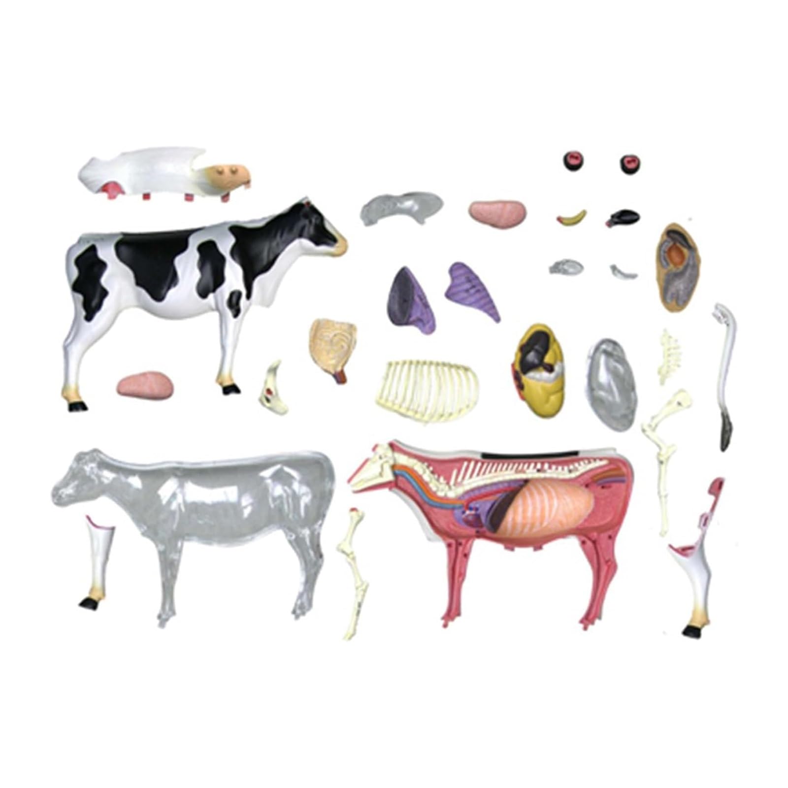 Modelo de vaca con visión 4D, modelo de anatomía de órganos vacunos desmontable de 29 piezas, juguete de ensamblaje de inteligencia vacuna, entrenamiento veterinario en clínicas veterinarias.