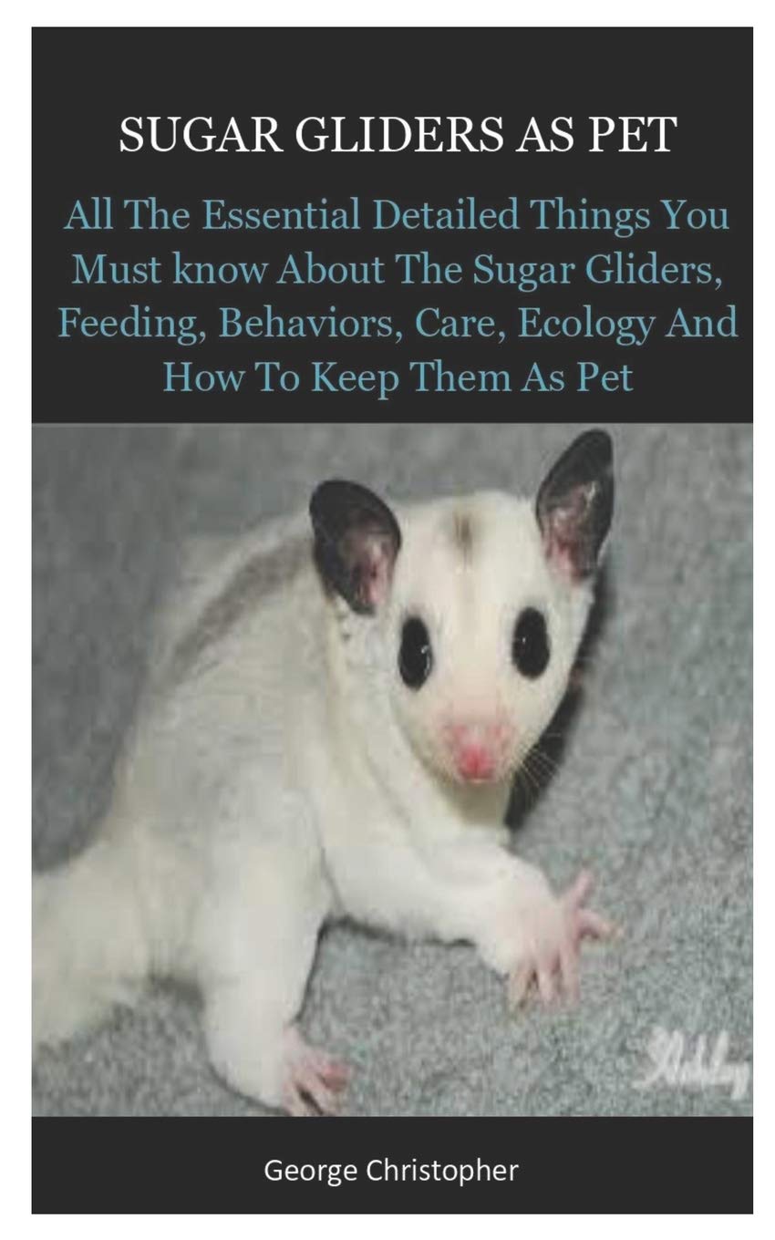 Buy Sugar Gliders As Pet Sugar Gliders As Pet All The Essential Detailed Things You Must know