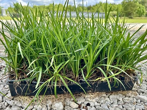 Liriope Spicata Plants 3 Inch Pots 18 Count Shade Loving Groundcover (Creeping Liriope) USDA Zones 6-10
