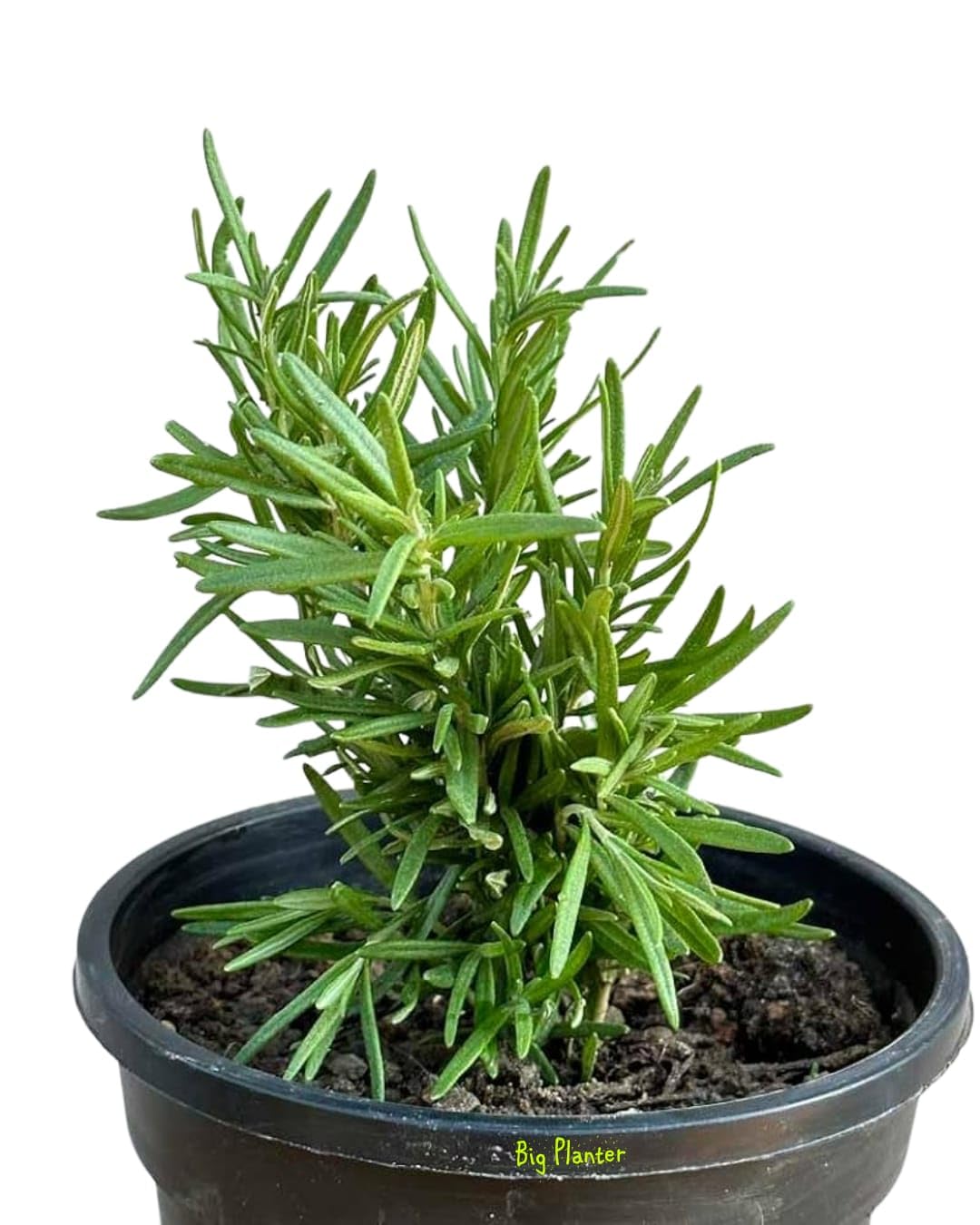 Big Planter Premium Rosemary Live Plant - Aromatic Herb for Culinary Delights - Indoor/Outdoor Gardening Delight (B0CWNM5N7B) Amazon Price History, Amazon Price Tracker