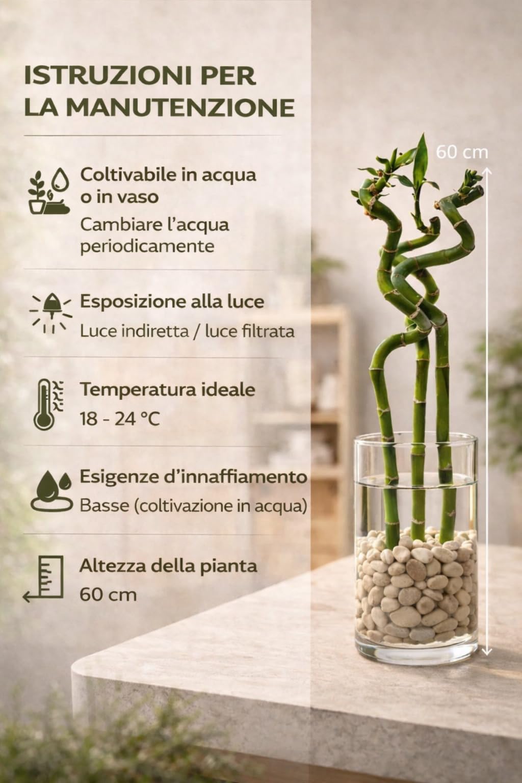 VANDAS Lucky Bamboo – Dracaena Sanderiana | Bamboo della Fortuna | Pianta Ornamentale Coltivabile in Acqua | Vari Steli e Altezze (3, 60 Cm)
