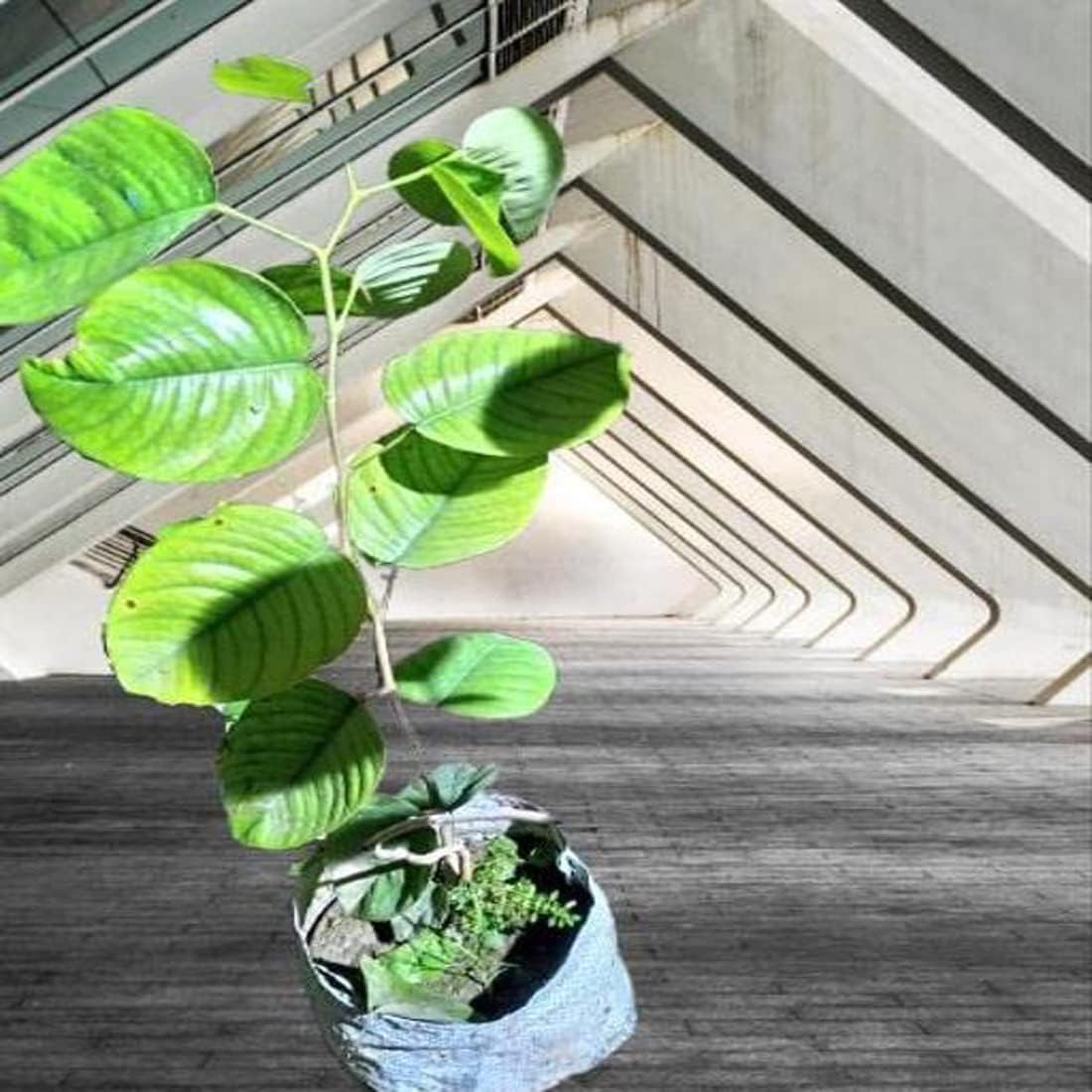 Everfit agro Red Sandalwood/Lal Chandon