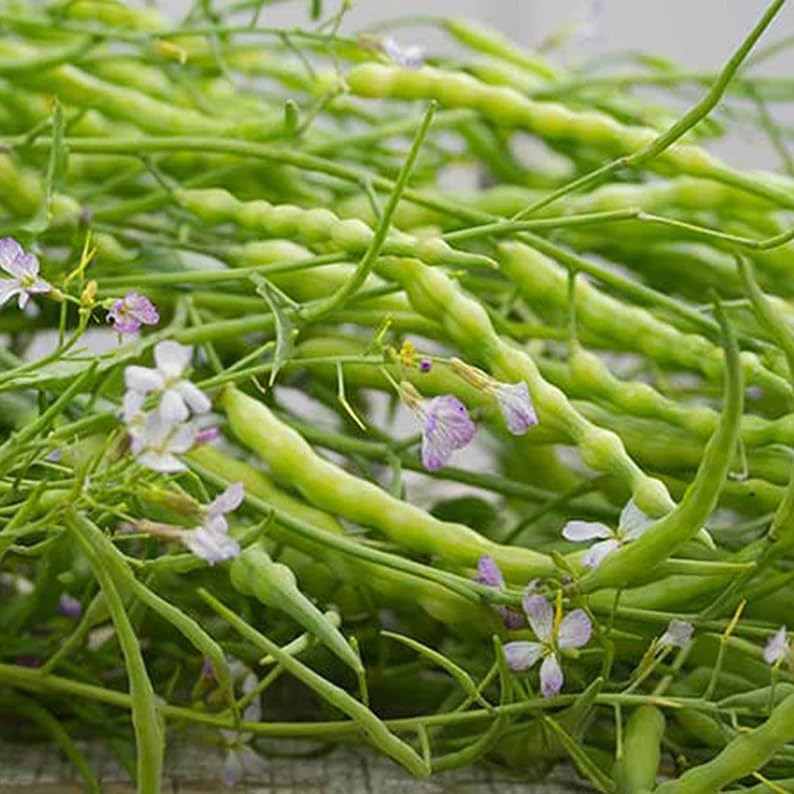200 Moongre Indian Rat Tail Radish Pod Seeds
