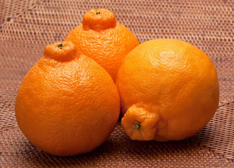 Fresh Dekopon Citrus Mandarins Shiranui Mandarin Oranges, Seedless, Juicy, Easy to Peel - 5lbs Large Size