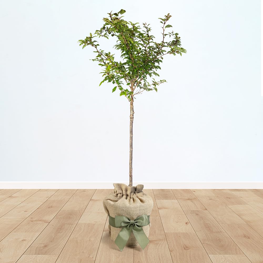 Yougarden Pink Prunus 'Kojo No Mai' Standard 90Cm Tall Gift Wrapped