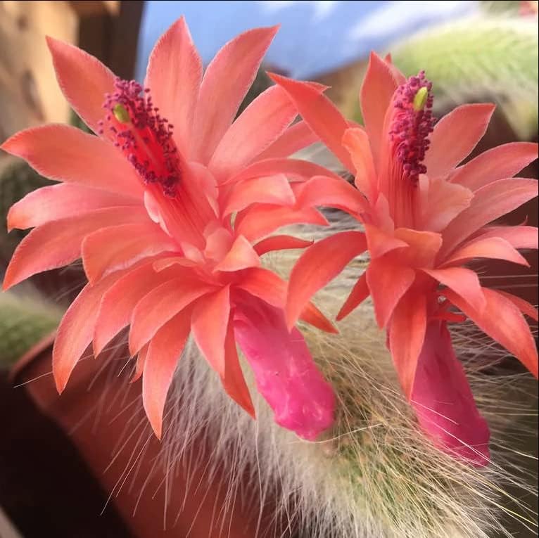 Miniatura 7 de Plantas vivas de cactus de cola de mono para plantar, plantas suculentas en maceta de 2 pulgadas para plantar en interiores y exteriores