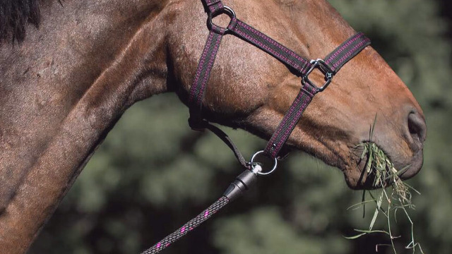 SIE - Cavezza In Corda Intrecciata Con Nasello Arcobaleno - Taglia Media Per Cavallo