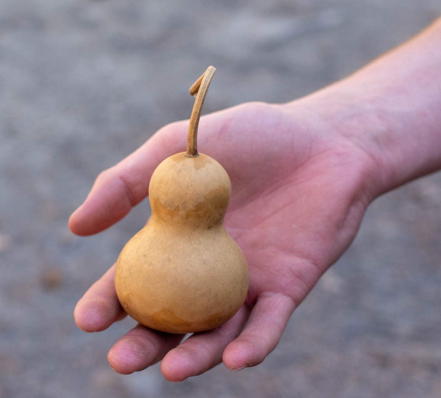 Mini Bottle Gourds – Medium – 40 Count | Dried & Washed Craft Gourds