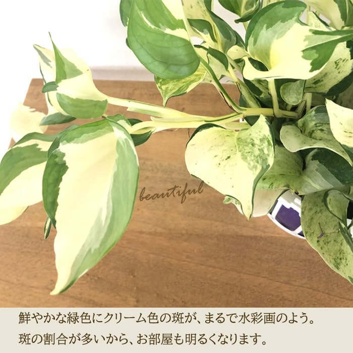 ⭐ポトス⭐リゾートポトス⭐サービスカット5本⭐発根済み Amazon｜観葉植物 ポトス エンジョイ 5号 吊り鉢 吊り下げ ハンギング