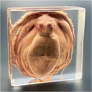 Gogh Real Marine Animal Specimens, Marine Animal Resin Specimens, Octopus, Starfish,Fish, Classroom Paperweight Specimens, for Birthday Gifts, Teaching Supplies,1