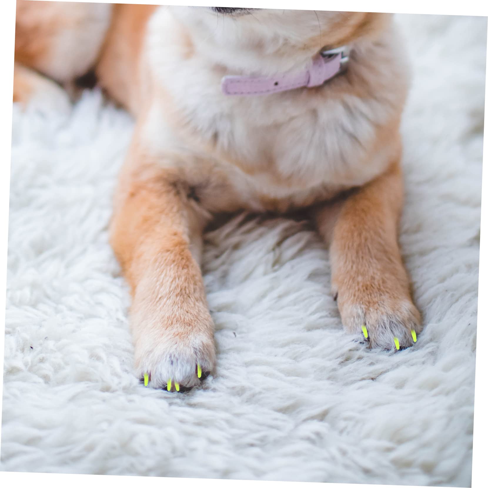 POPETPOP 480pièces Capuchons Colorés pour De Chat Colles Adhésives Douce Et pour Griffes Féline pour Prévenir Les Dommages Maison