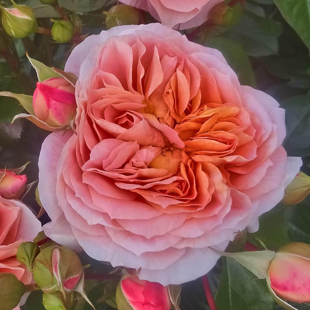 YouGarden Charles' Rose, Floribunda Apricot Pink Flowering Rose, Plant 4 Litre Pot, Garden Colour Gift