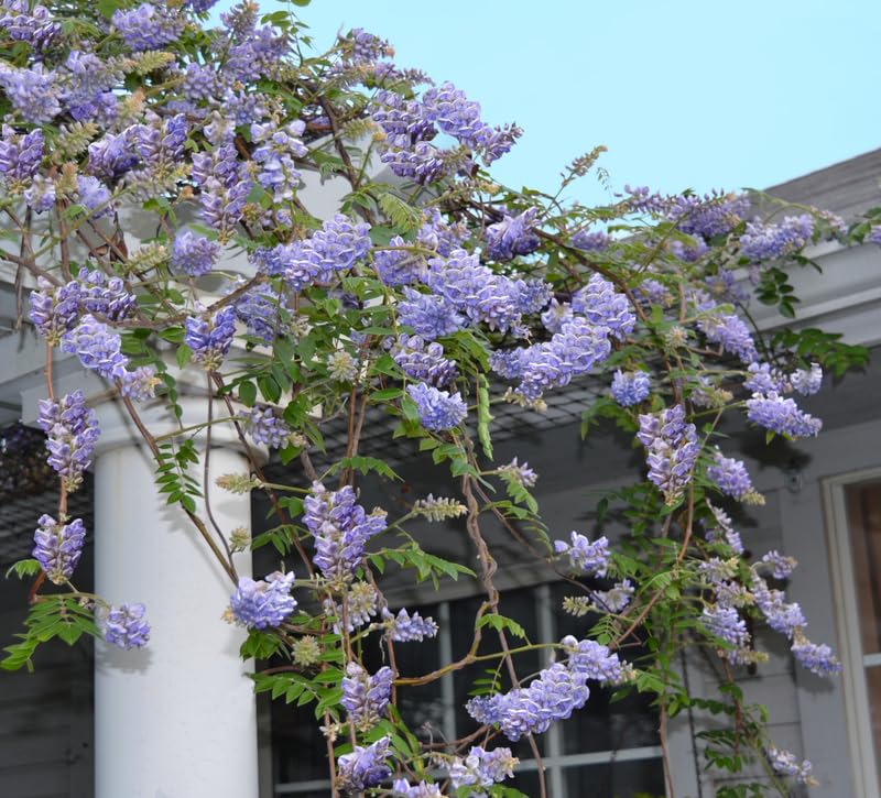 Greenwood Nursery Wisteria Amethyst Falls 2x Pint